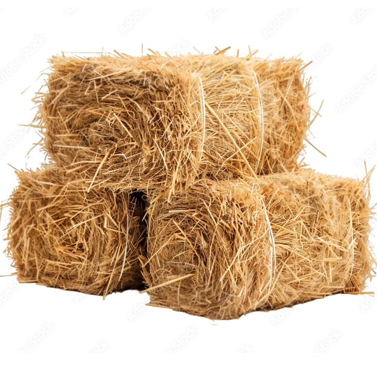 Hay