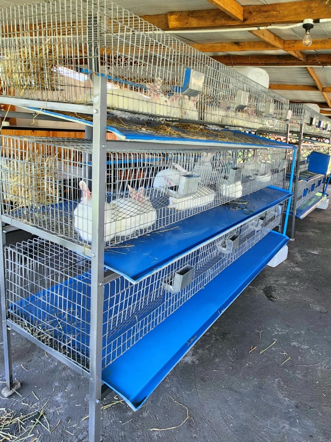 6Sdx Weaners Cage