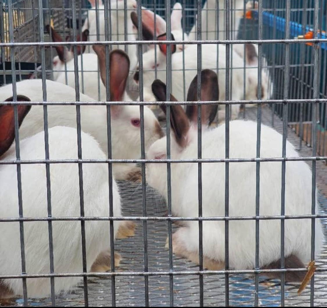 Californian Rabbit