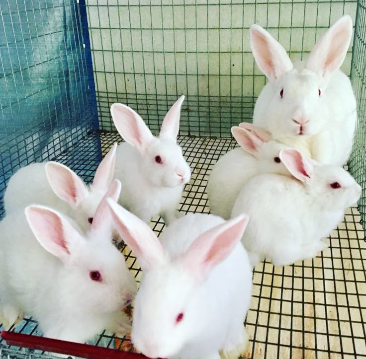 Live Rabbits